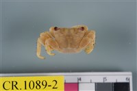 藏品(厚紋蟹屬)的圖片